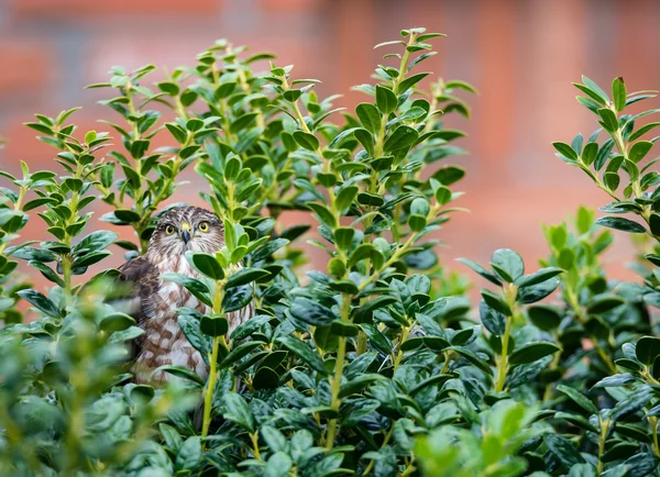 Arka Bahçe Çalıların Arasında Olgunlaşmamış Coopers Hawk Gizleme — Stok fotoğraf