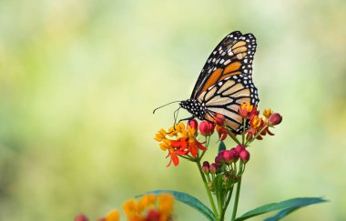 Monarch kelebek tropikal süt kardeş çiçek üzerinde