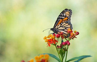 Monarch butterfly on tropical milkweed flowers clipart