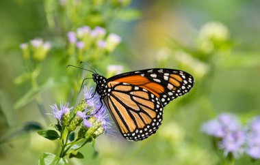 Monarch kelebek Greggs Mistflowers üzerinde