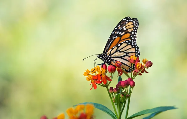 Monarch butterfly na milkweed tropikalne kwiaty — Zdjęcie stockowe
