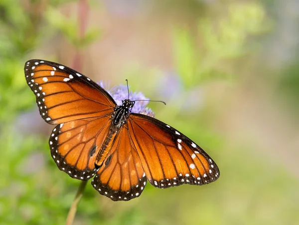 Солдат метелик (Danaus eresimus) на Greggs Mistflowers — стокове фото