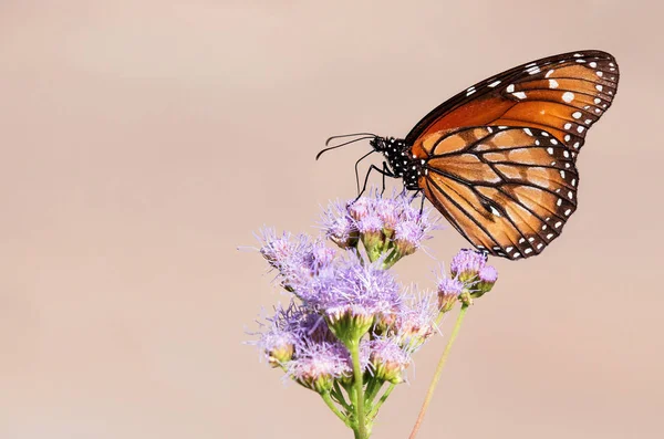 Soldat fjäril (Danaus eresimus) på Greggs Mistflowers — Stockfoto