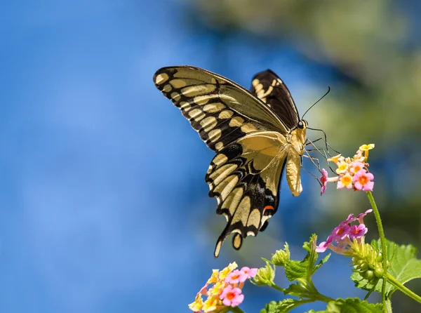 A borboleta de rabo de andorinha gigante em Lantana — Fotografia de Stock