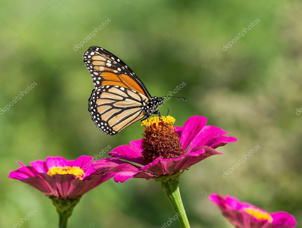 百日草の花のモナーク蝶 ストック写真 C Krisrobin