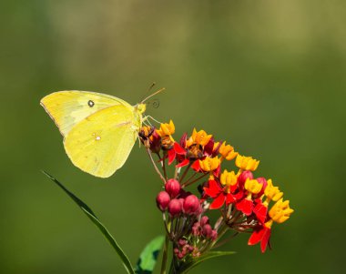 Güney Piyade (Zerene cesonia) kelebek