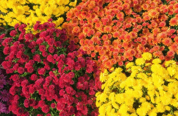 Autumn Mums or Chrysanthemums flowers — Stock Photo, Image