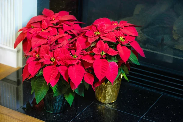 Flores rojas de Poinsettia, Estrella de Navidad —  Fotos de Stock