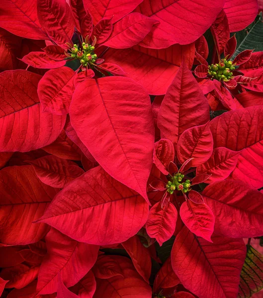 Sluitingen van rode Poinsettia bloem — Stockfoto