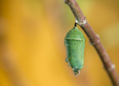 Monarch kelebek pupa