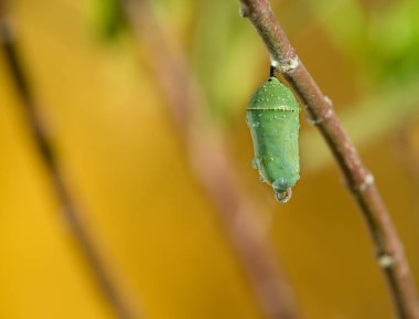 Monarch kelebek pupa