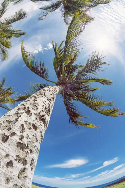 Palm tree tops gökyüzü karşı — Stok fotoğraf