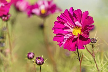 Parlak pembe Cosmos çiçek