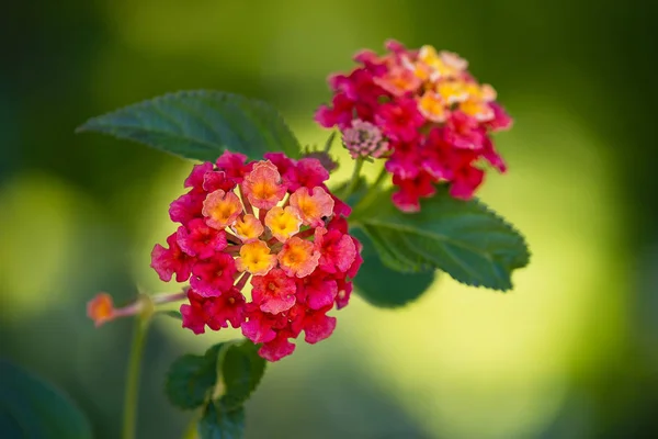 Fényes vörös és a sárga Lantana virágok — Stock Fotó