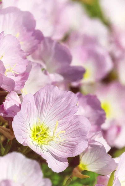 Ροζ νυχτολούλουδο (Oenothera speciosa) — Φωτογραφία Αρχείου