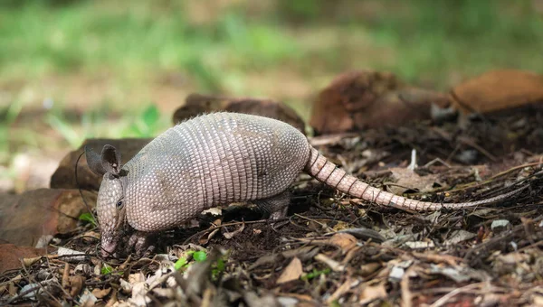 Dokuz bantlı Armadillo (dasypus novemcinctus) — Stok fotoğraf