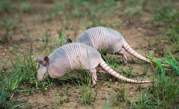 Dokuz - şeritli Armadillolar (Dasypus novemcinctus) — Stok fotoğraf