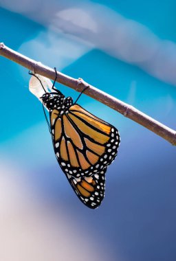 Ortaya Monarch kelebek