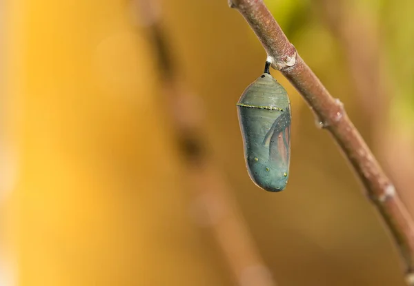 Monarch kelebek krizalid — Stok fotoğraf