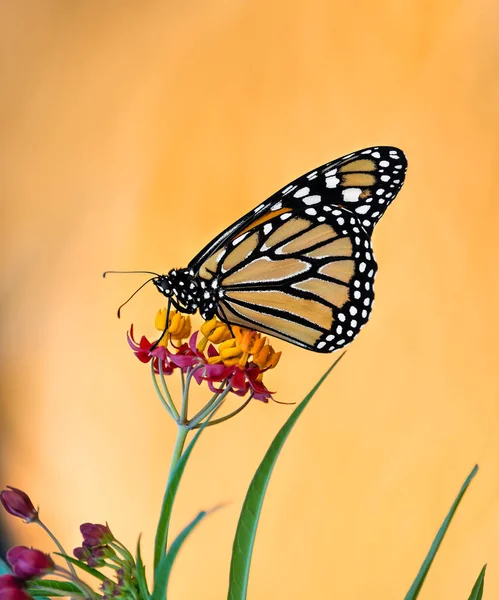 Monarch motýl na druh rostliny tropické květy — Stock fotografie