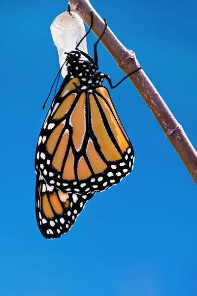 Mariposa monarca emergente — Foto de Stock