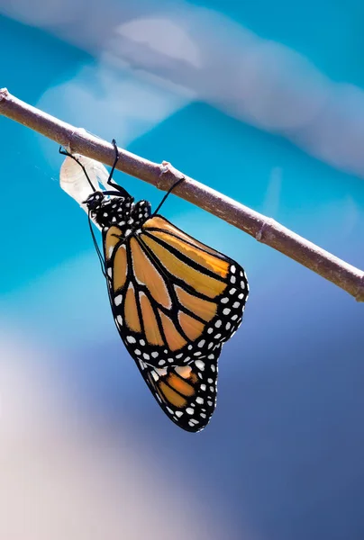 Farfalla monarca emersa — Foto Stock