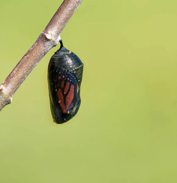 Monarch kelebek krizalid — Stok fotoğraf