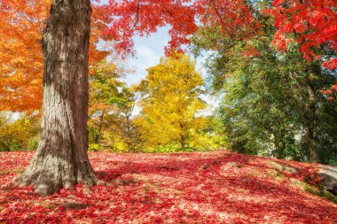 Bir park New England renkli sonbahar ağaçlar