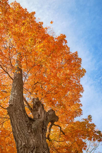 Blick nach oben auf einen Herbst-Ahornbaum — Stockfoto