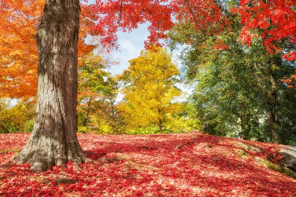 Bir park New England renkli sonbahar ağaçlar — Stok fotoğraf