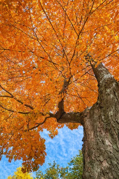 Ανοδική θέα ένα Φθινοπωρινό δέντρο σφενδάμνου — Φωτογραφία Αρχείου