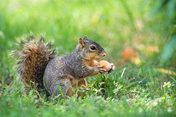 Esquilo (Sciurus niger) comendo frutas de pêssego no jardim — Fotografia de Stock