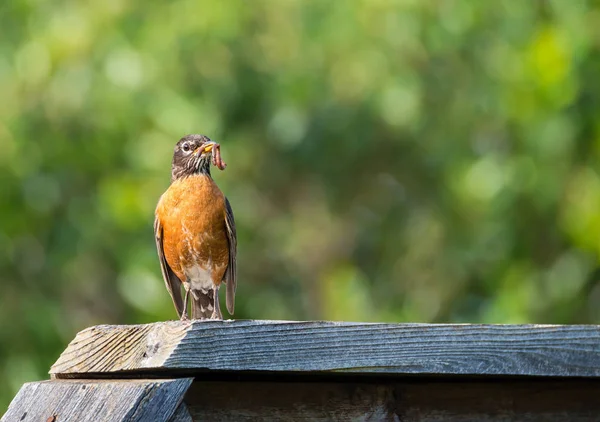 Merle d'Amérique (Turdus migratorius) avec ver — Photo