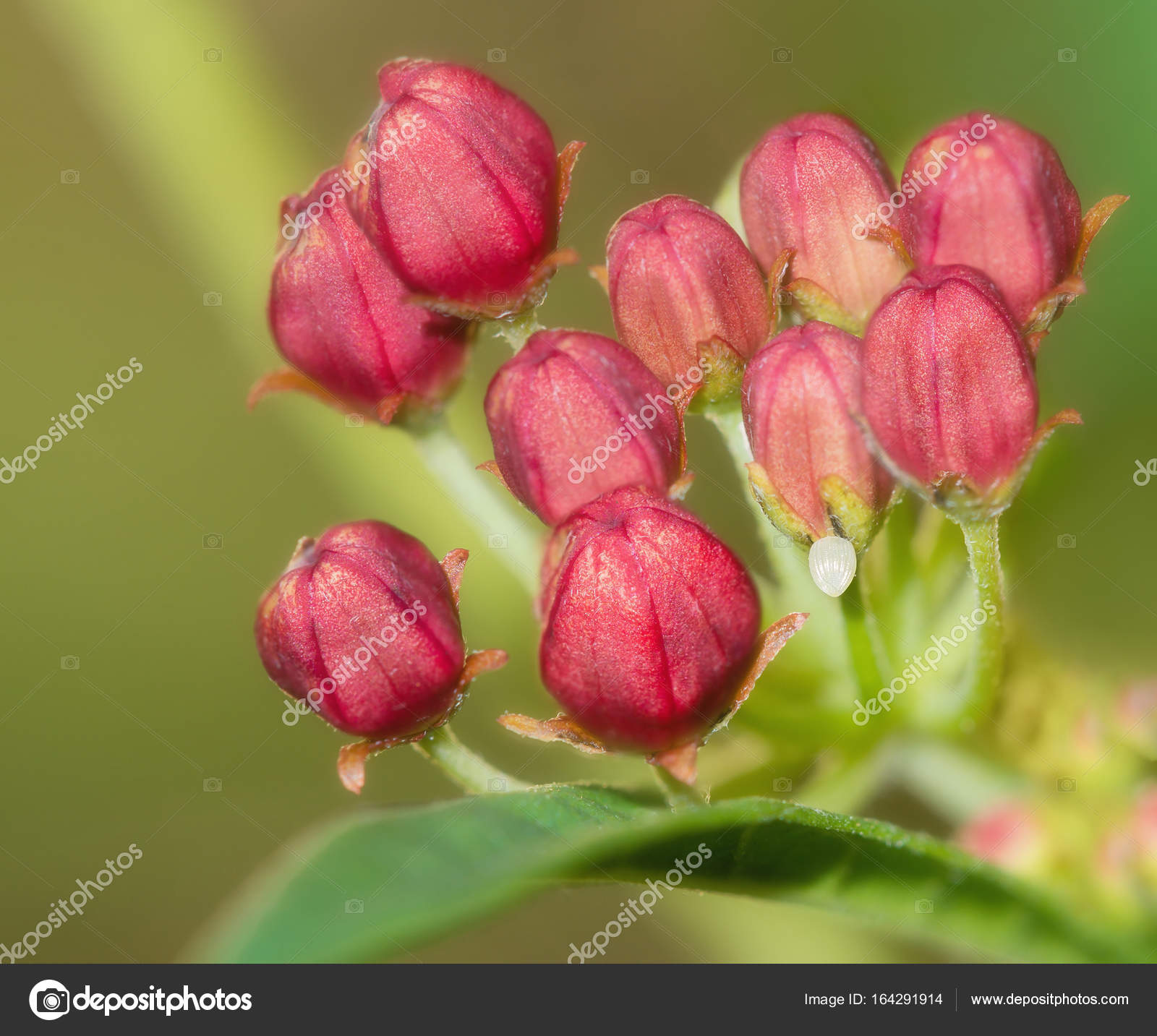 Monarch butterfly egg on milkweed flowers Stock Photo by ©krisrobin