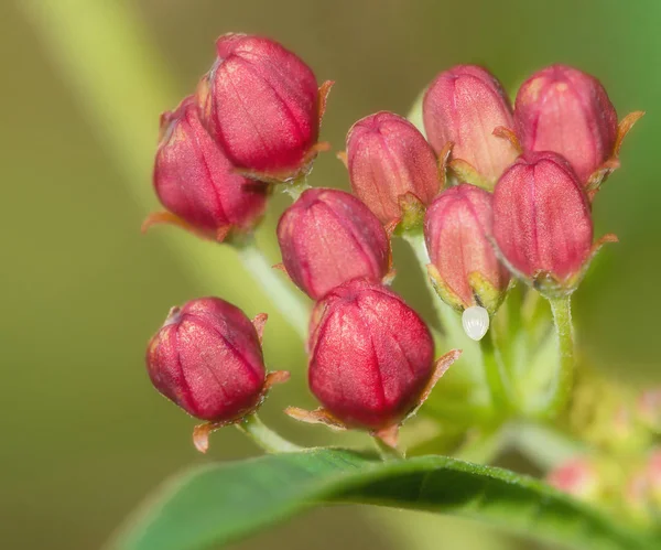 Monarch-Schmetterling-Ei auf Milchkraut-Blumen — Stockfoto