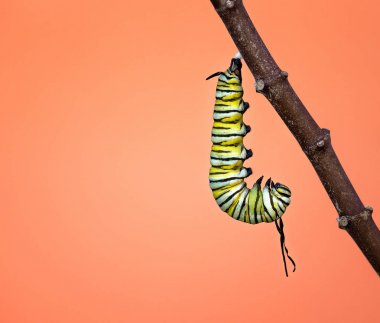 Monarch caterpillar hanging just before pupating clipart