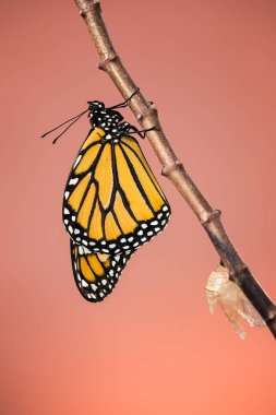 Yeni çıktı Monarch kelebek