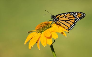 Yeni çıktı Monarch kelebek coneflower üzerinde