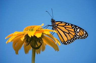 Yeni çıktı Monarch kelebek