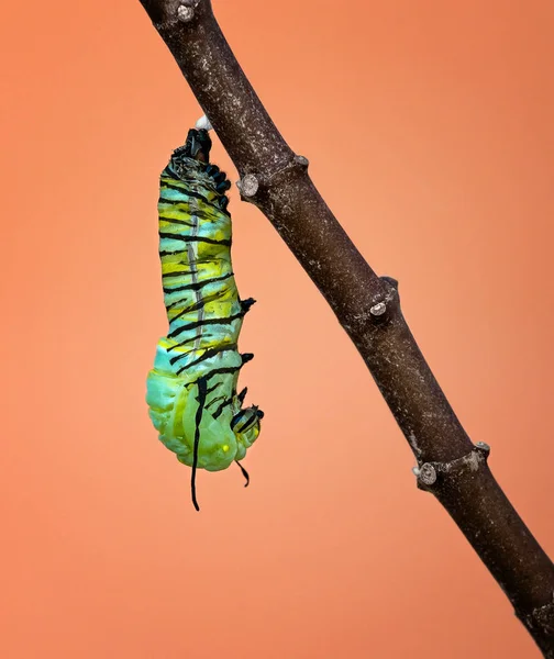 En monark larv pupating — Stockfoto