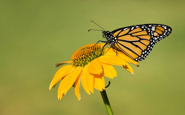 Newly emerged Monarch butterfly on coneflower — Stock Photo, Image