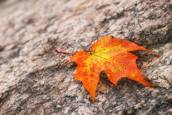 Hoja de arce sobre una roca en otoño —  Fotos de Stock