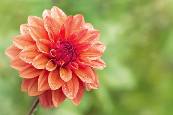 Dahlia flower with water drops on petals — Stock Photo, Image