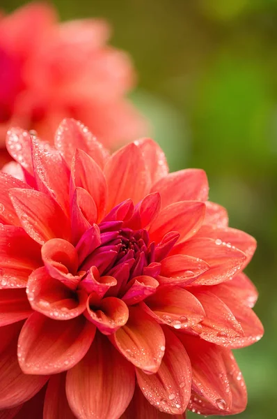 Dahlienblüte mit Wassertropfen auf Blütenblättern nach Regen — Stockfoto