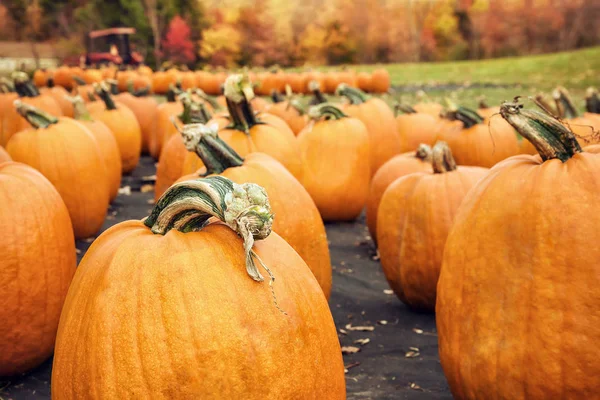 Pumpor till salu på en pumpkin patch i höst — Stockfoto