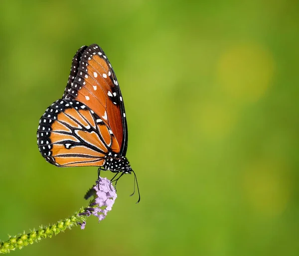 Королева-бабочка (Danaus gilippus) питается садовыми цветами — стоковое фото