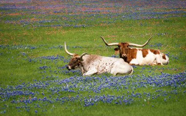 Texas longhorn cattle in bluebonnets clipart