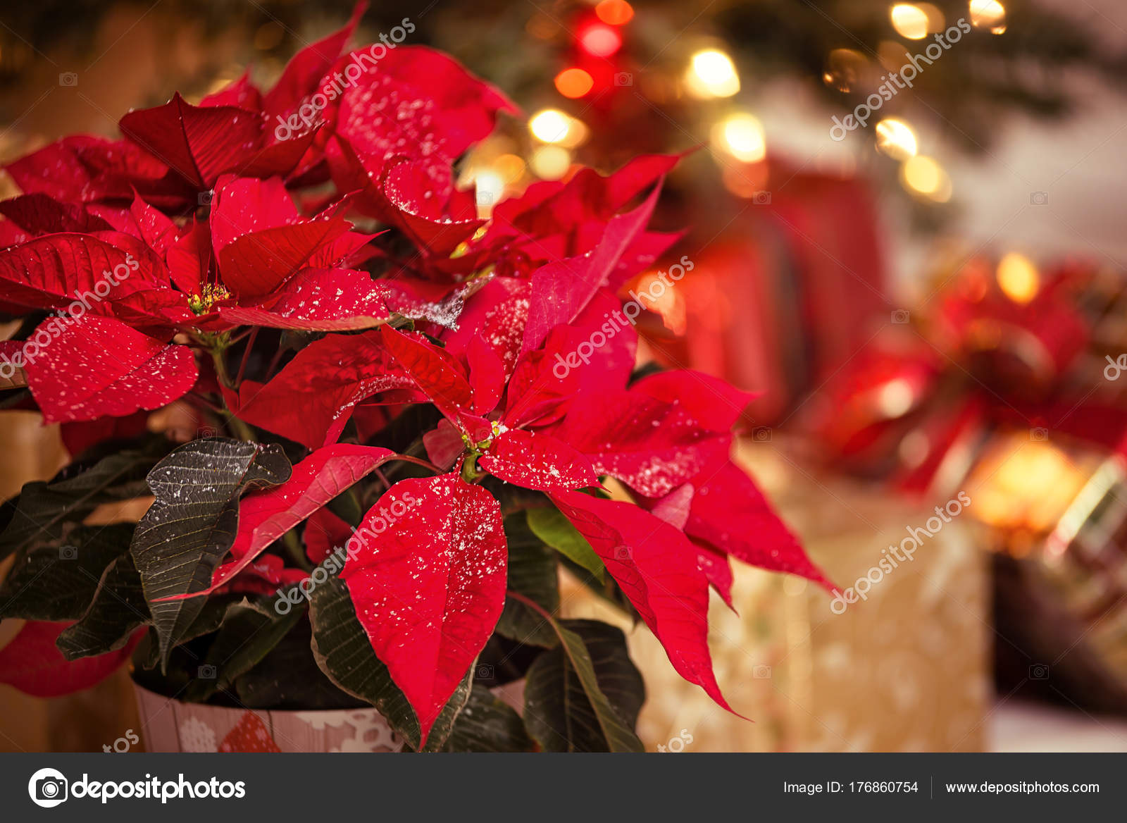 Fleur Rouge Poinsettia étoile De Noël Photographie