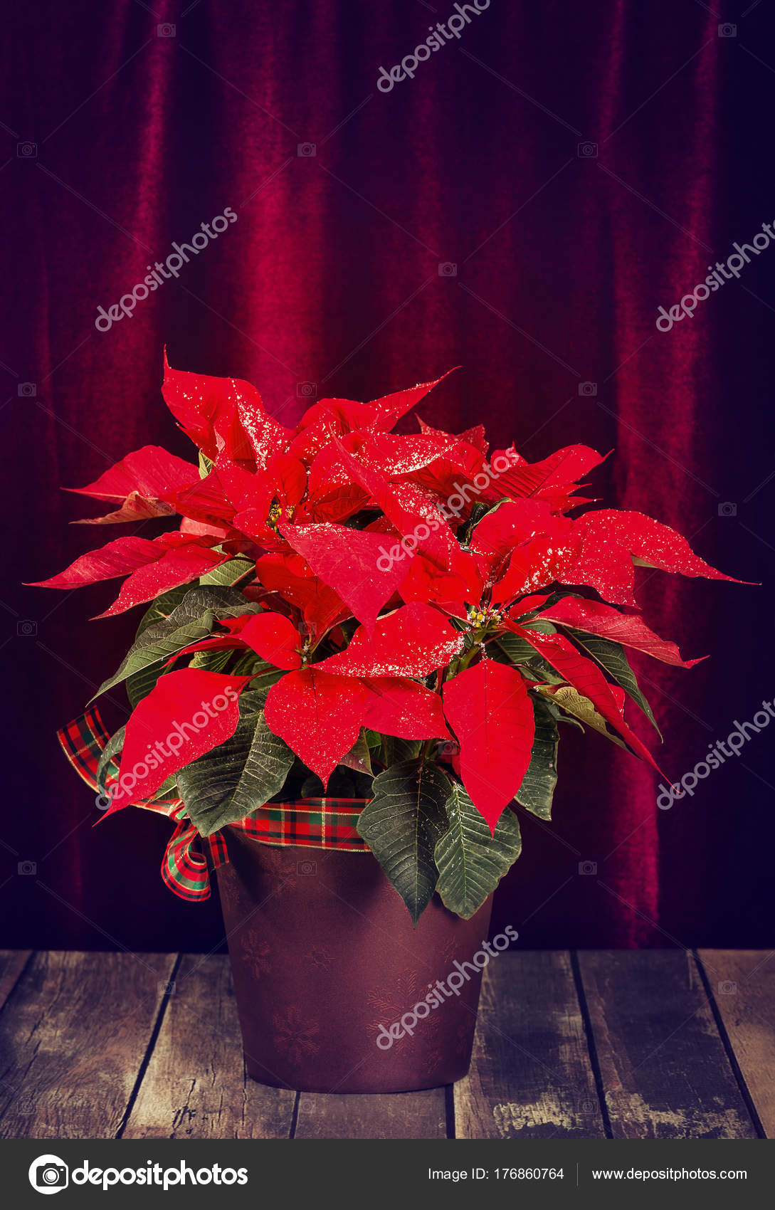 Red Poinsettia Euphorbia Pulcherrima Christmas Star Decorated With Snow In A Flower Pot Displayed Against Dark Velvet Background On Rustic Wooden Red Poinsettia Euphorbia Pulcherrima Christmas Star Decorated With Snow In A Flower Pot Displayed Against Dark Velvet Background On Rustic Wooden