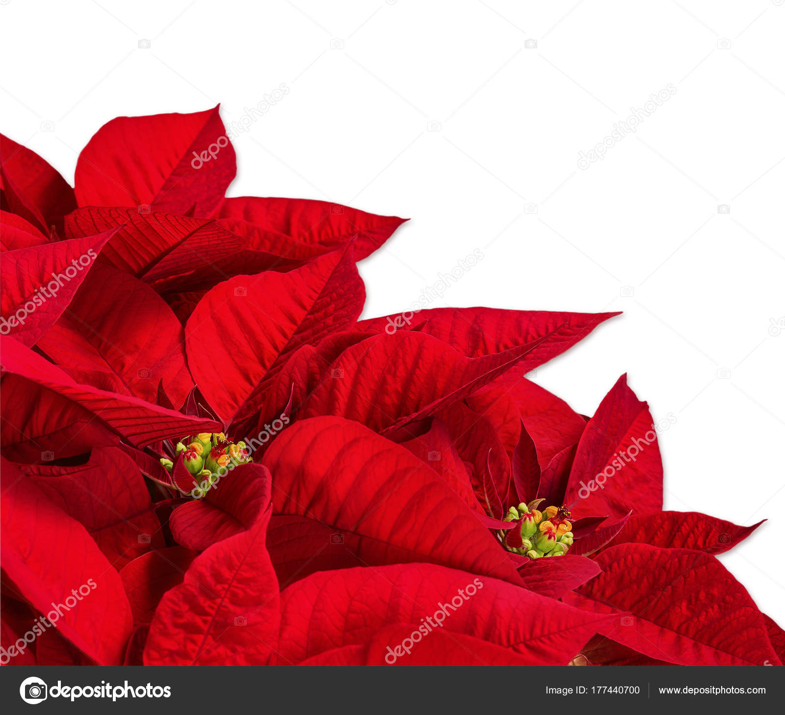 Roten Weihnachtsstern Blume Euphorbia Pulcherrima Auf Weiß